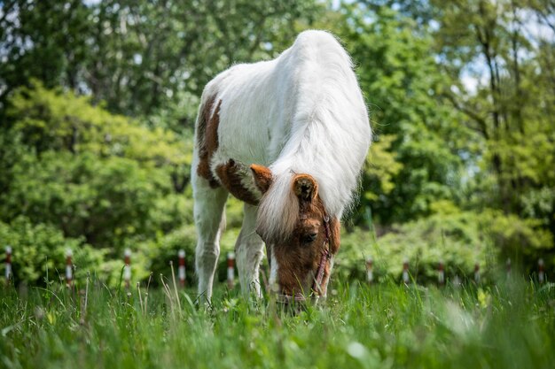 Lovely spotted horse grazes in the meadow