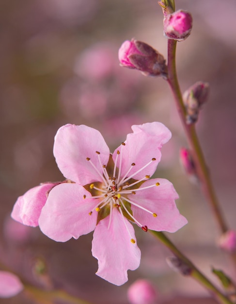 Lovely tender sakura flowers in spring on a tree