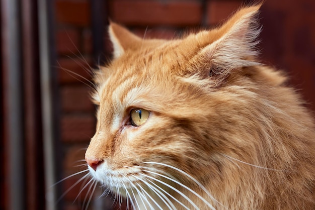 Lovely thoroughbred redhead kitten breed kurilian bobtail hypoallergenic breed of cats