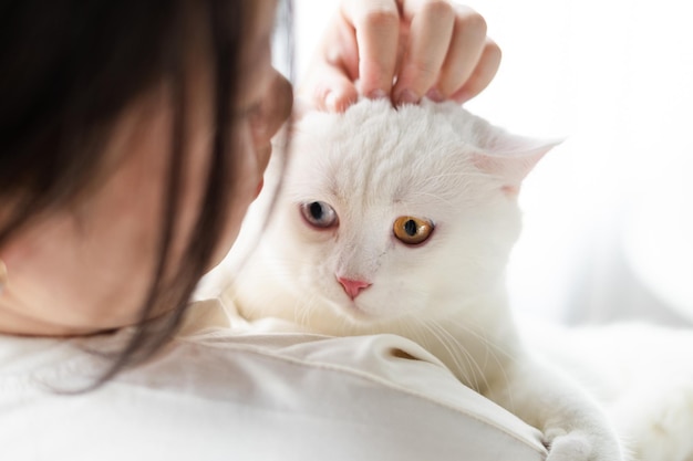 lovely white cat image with two color eyes at home