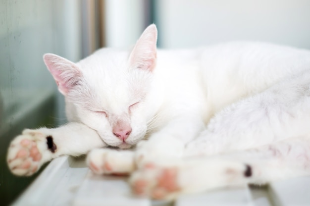 Lovely white cat lying in a room, soft focus.