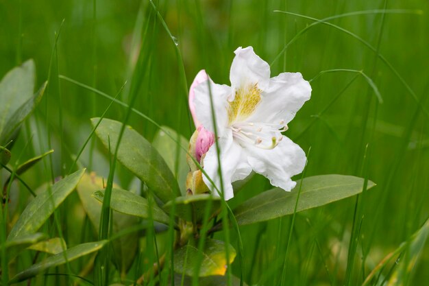 Lovely white Rhododendron flower selective focus blurred background Closeup view to beautiful blooming white rhododendron i