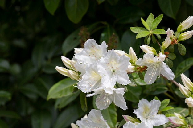 Lovely white Rhododendron flower selective focus blurred background Closeup view to beautiful blooming white rhododendron