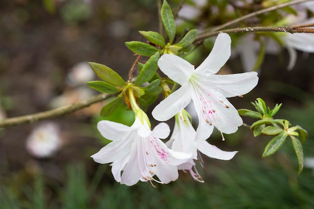 Lovely white Rhododendron flower selective focus blurred background Closeup view to beautiful blooming white rhododendron