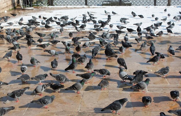 Lovely wild pigeons bird live in urban environment in winter