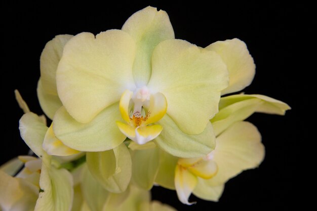 Lovely yellow orchid on a black background Home flowers floriculture hobbies