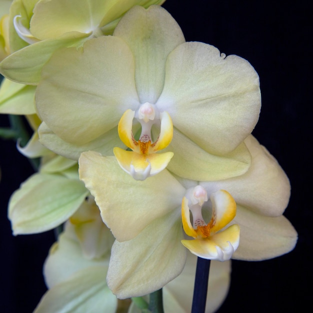 Lovely yellow orchid on a black background. Home flowers, floriculture, hobbies.