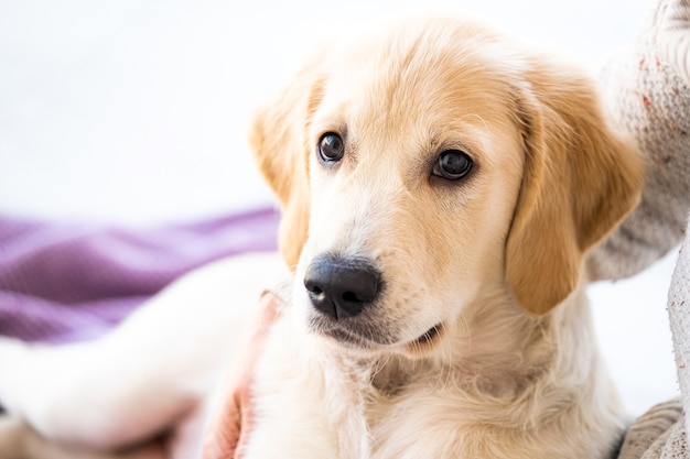 Lovely young dog at home