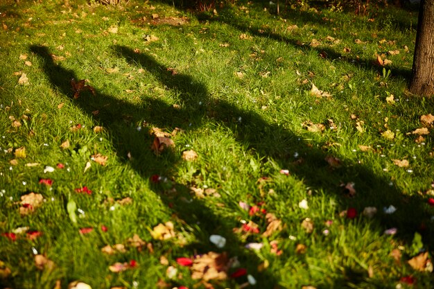 Photo lover shadow you and me in grass background detail