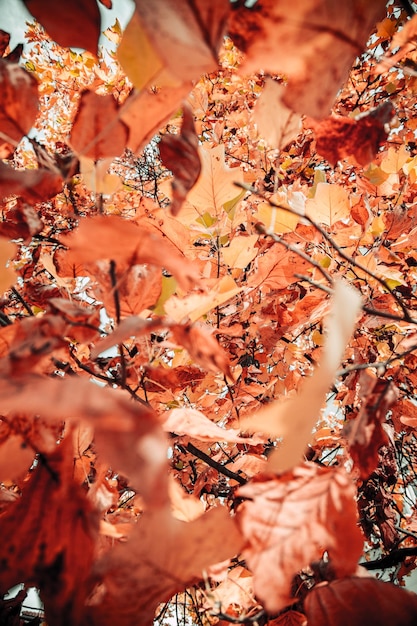 Low angel view of leaves on tree during autumn