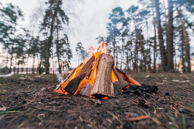 Low angle bonfire in nature