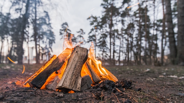 Low angle bonfire outdoor