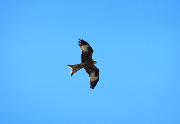 Photo low angle of a red kite bird flying on background of the clear blue sky