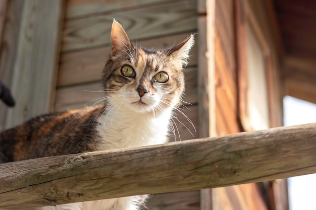 Low angle of scared cute white and brown cat with green eyes outdoor in a wooden hut