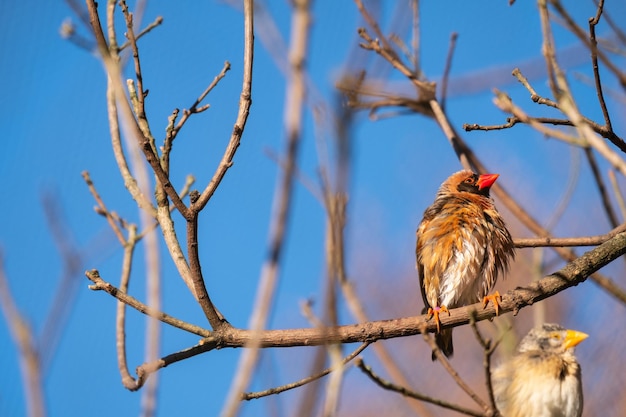 Low angle shot of finches birds perched on a tree branch against a blue background