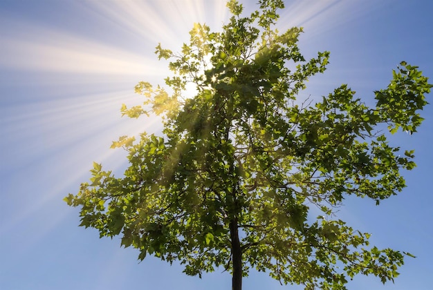 Low angle shot of a green tall tree with bright sunlight in a blue sky