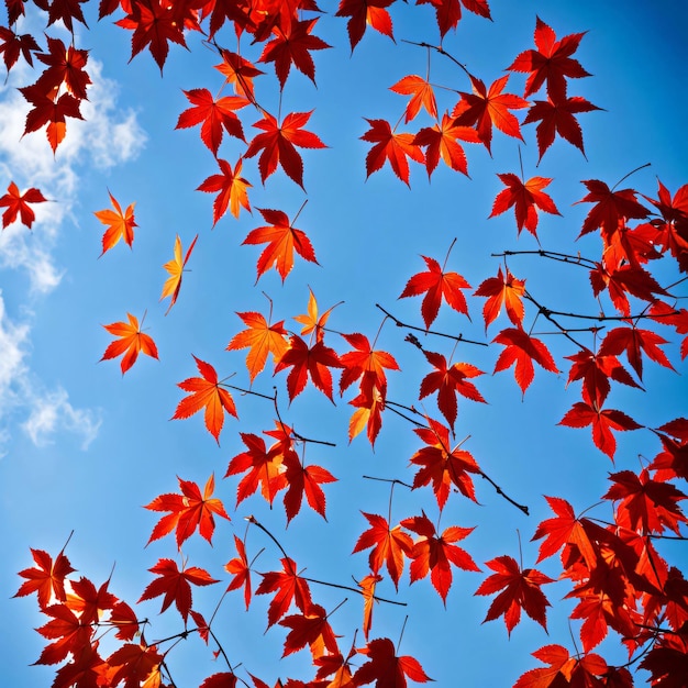 a low angle shot of red maple leaves falling delicately down against a crystal blue