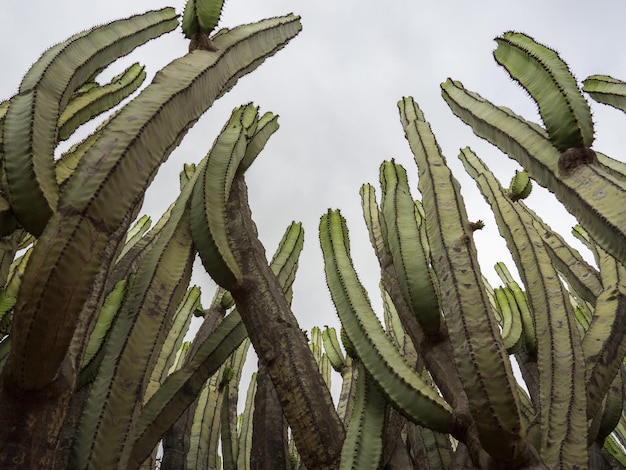 Low angle shot of San Pedro cactuses on the background of the cloudy sky