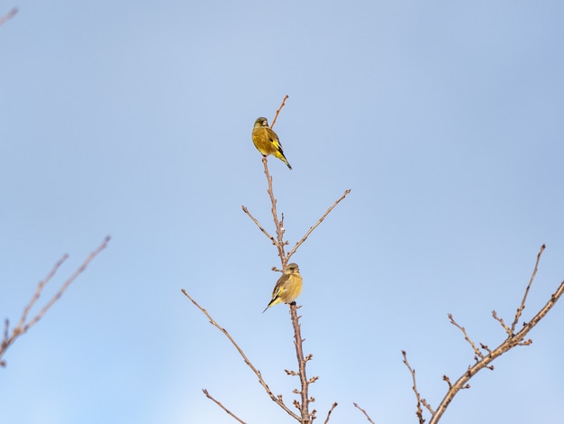 Low angle shot of tw Oriental Greenfinch perched on tree branch