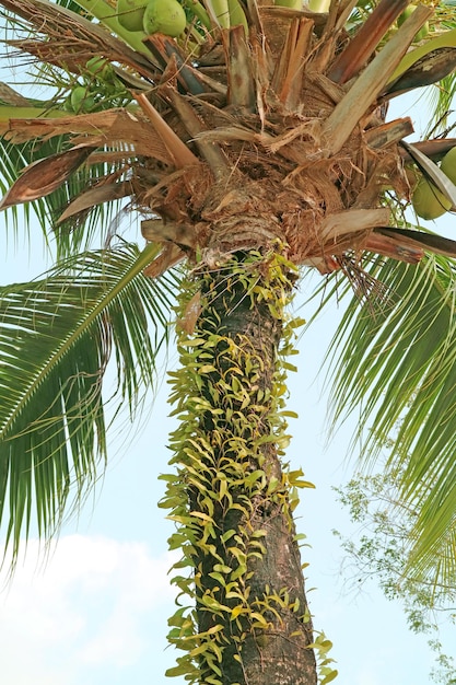 Low Angle of a Tall Coconut Palm Tree with Ripening Fruits