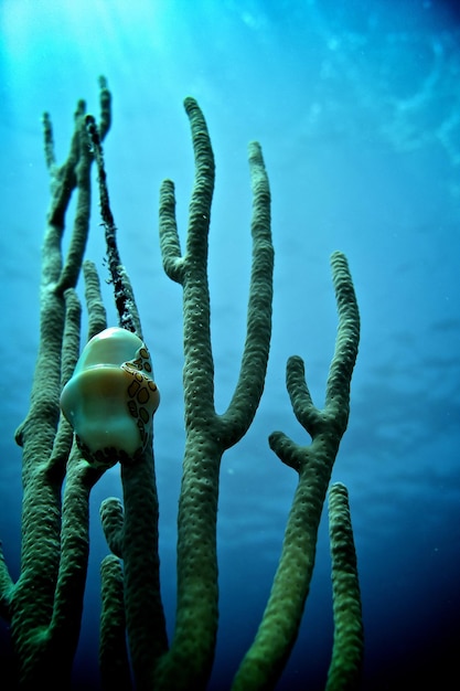 Low angle vertical shot of coral under the sea in Cuba