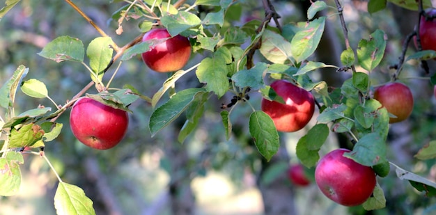 Low angle view of apples growing on tree