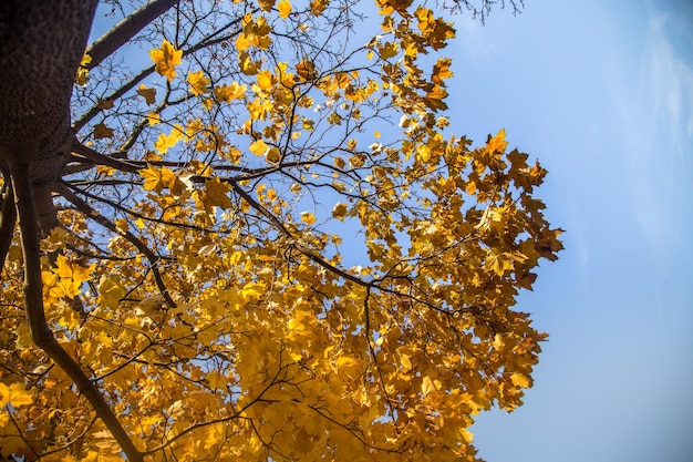 Low angle view of autumnal tree against sky