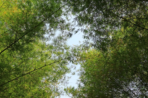 Photo low angle view of bamboo trees arch against sunny sky in thailand