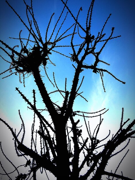 Photo low angle view of bare tree against sky