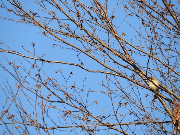 Photo low angle view of bare trees against clear sky