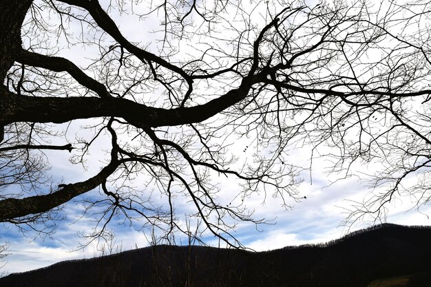 Photo low angle view of bare trees against sky