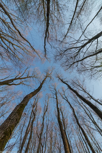 Low angle view of bare trees against sky