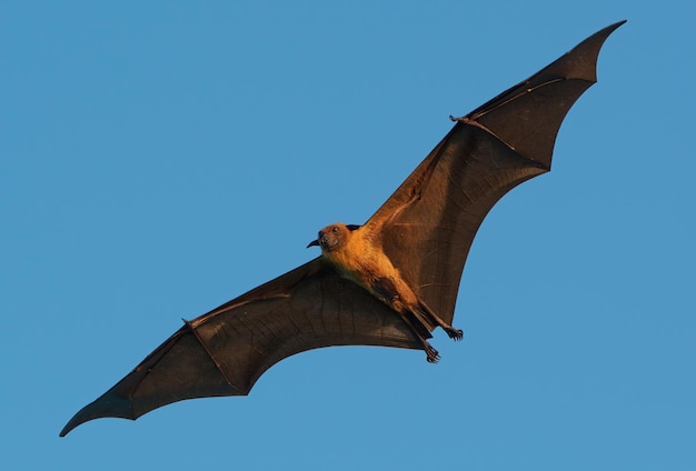 Photo low angle view of bird flying against clear blue sky