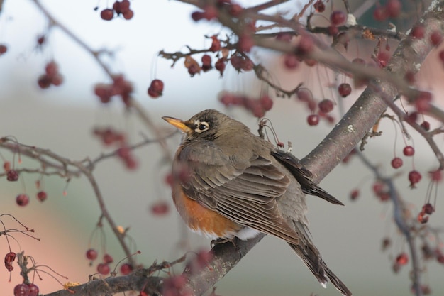 Photo low angle view of bird perching on branch