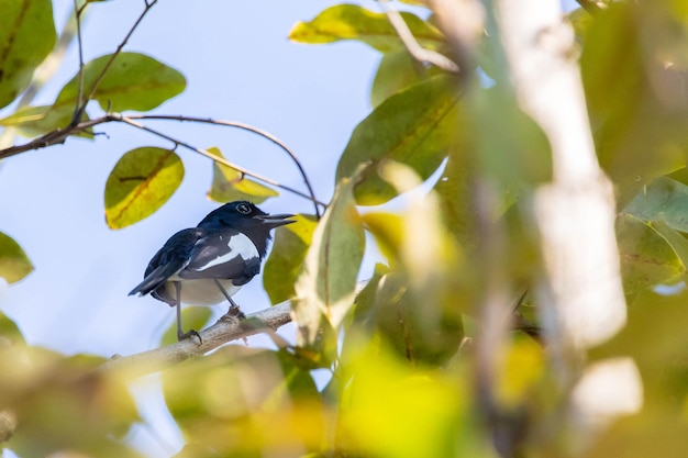 Low angle view of bird perching on branch