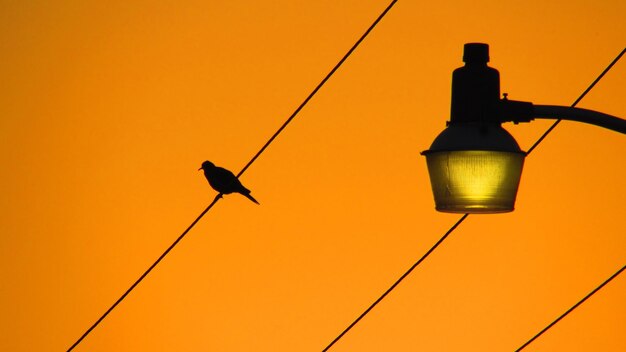 Photo low angle view of bird perching on cable against clear sky