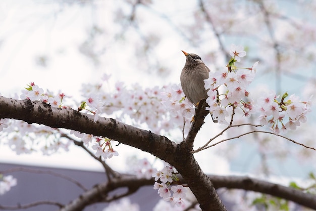 Low angle view of bird perching on cherry tree