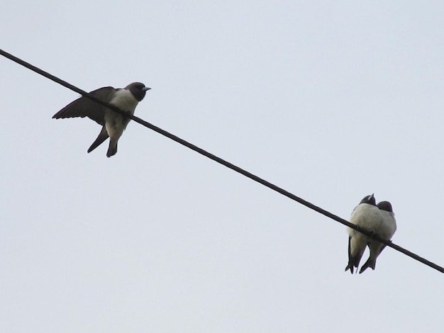 Low angle view of bird perching on pole against clear sky