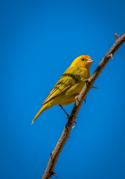 Low angle view of bird perching on tree against clear blue sky