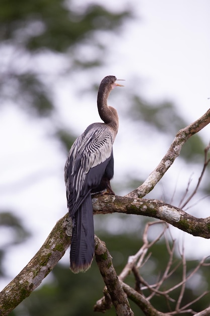 Low angle view of bird perching on tree