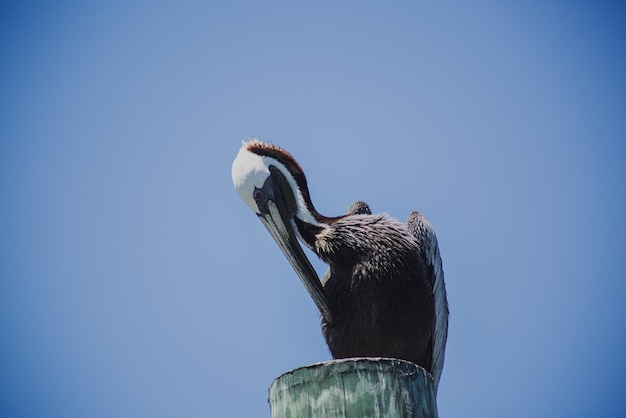 Photo low angle view of bird perching on wooden post against sky