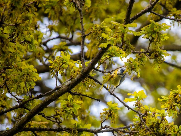 Photo low angle view of bird snacking in blossoming oak tree cyanistes caeruleus