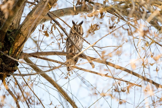 Low angle view of bird on snow covered tree