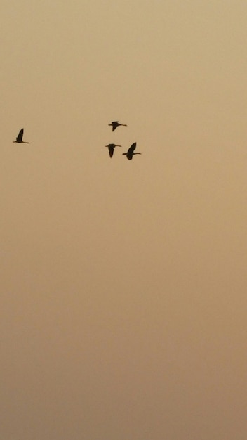 Photo low angle view of birds flying in sky