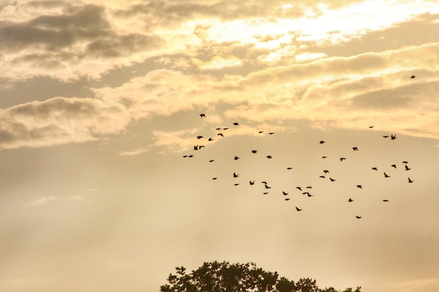 Low angle view of birds flying in sky