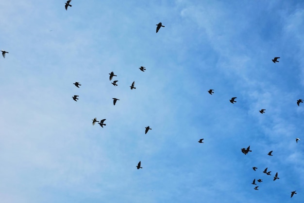 Low angle view of birds flying in sky