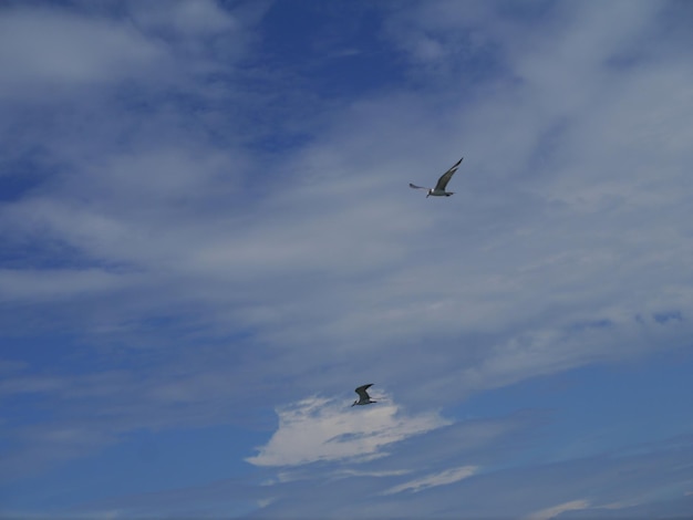 Low angle view of birds flying in sky