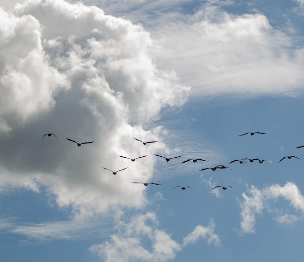 Low angle view of birds flying in sky