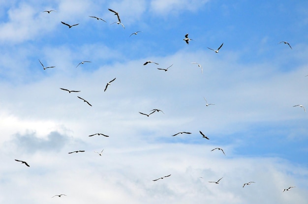 Low angle view of birds flying in sky