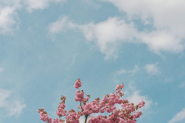 Photo low angle view of cherry blossom tree